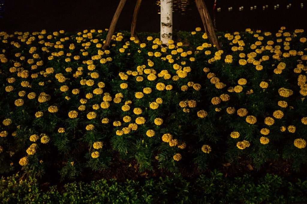 Hanoi Flowers