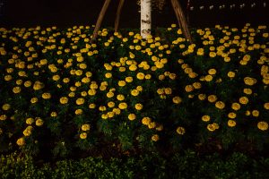 Hanoi Flowers